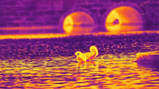 赤外線白鳥 - 640x512/12µm 赤外線カメラ モジュールで撮影 #shorts #infrared #thermalimaging